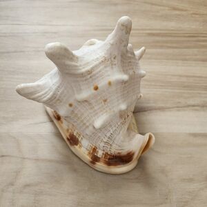 Large Seashell Decor